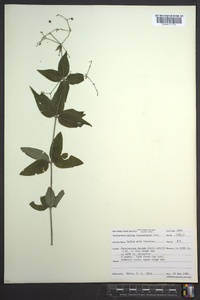 Galium lanceolatum image