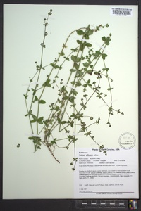 Galium pilosum image