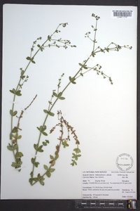 Galium pilosum image