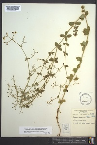 Galium pilosum image