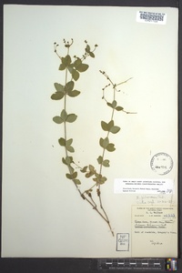 Galium pilosum image