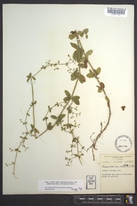 Galium pilosum image