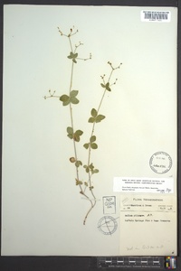 Galium pilosum image