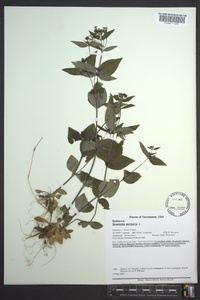 Houstonia purpurea image