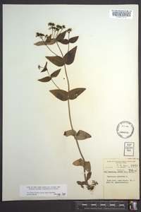 Houstonia purpurea image