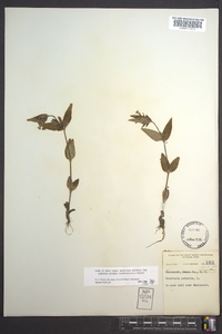 Houstonia purpurea image