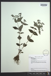 Houstonia purpurea image