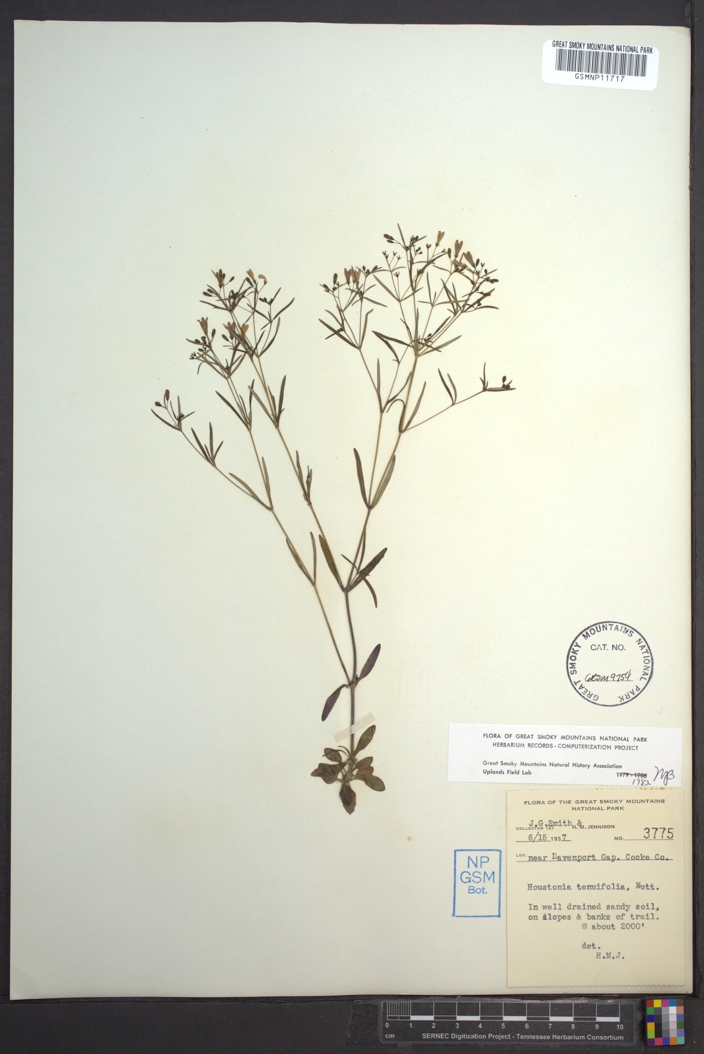 Houstonia tenuifolia image