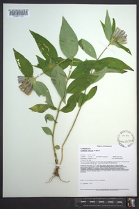 Gentiana decora image