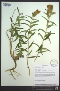 Gentiana linearis image