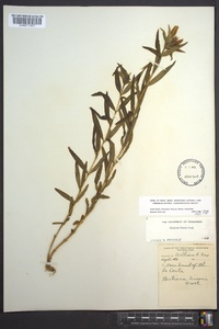 Gentiana linearis image