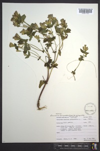 Gentianella quinquefolia image