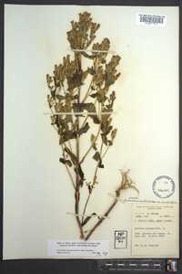 Gentianella quinquefolia image