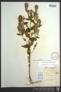 Gentianella quinquefolia image