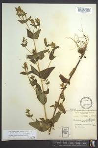 Gentianella quinquefolia image