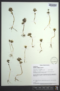 Obolaria virginica image