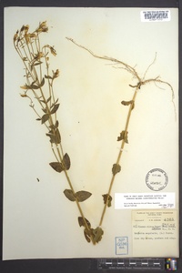 Sabatia angularis image