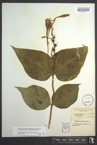 Spigelia marilandica image