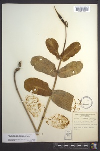 Asclepias amplexicaulis image