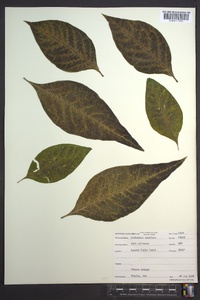 Asclepias exaltata image