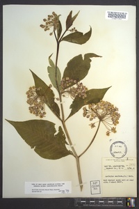 Asclepias exaltata image