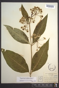 Asclepias exaltata image