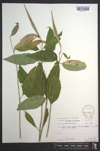 Asclepias quadrifolia image