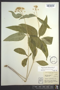 Asclepias quadrifolia image