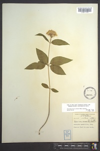 Asclepias quadrifolia image