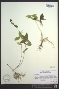 Vinca minor image