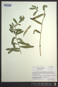 Lithospermum canescens image