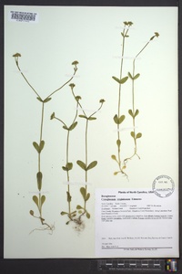 Cynoglossum virginianum image