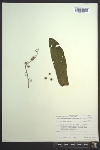 Cynoglossum virginianum image