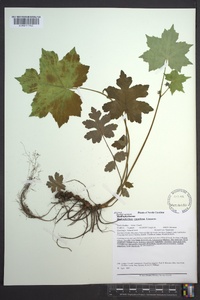 Hydrophyllum canadense image