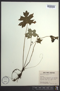 Hydrophyllum canadense image