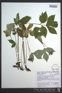 Hydrophyllum virginianum image