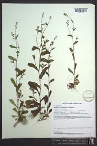 Myosotis macrosperma image