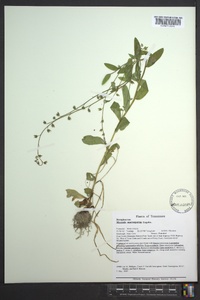 Myosotis macrosperma image