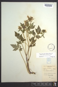 Phacelia bipinnatifida image