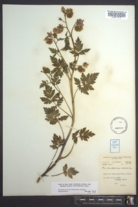 Phacelia bipinnatifida image