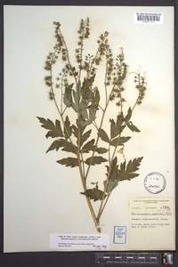 Phacelia bipinnatifida image