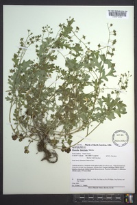 Phacelia fimbriata image