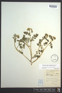 Phacelia fimbriata image