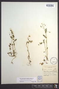 Phacelia fimbriata image