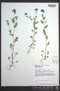 Phacelia purshii image