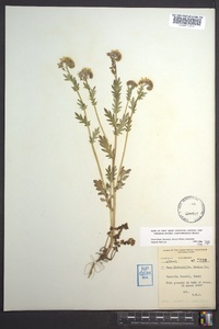 Phacelia purshii image