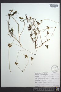 Cuscuta gronovii image