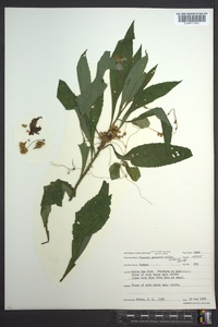 Cuscuta gronovii image