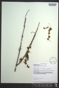 Cuscuta rostrata image