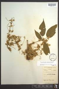 Cuscuta rostrata image